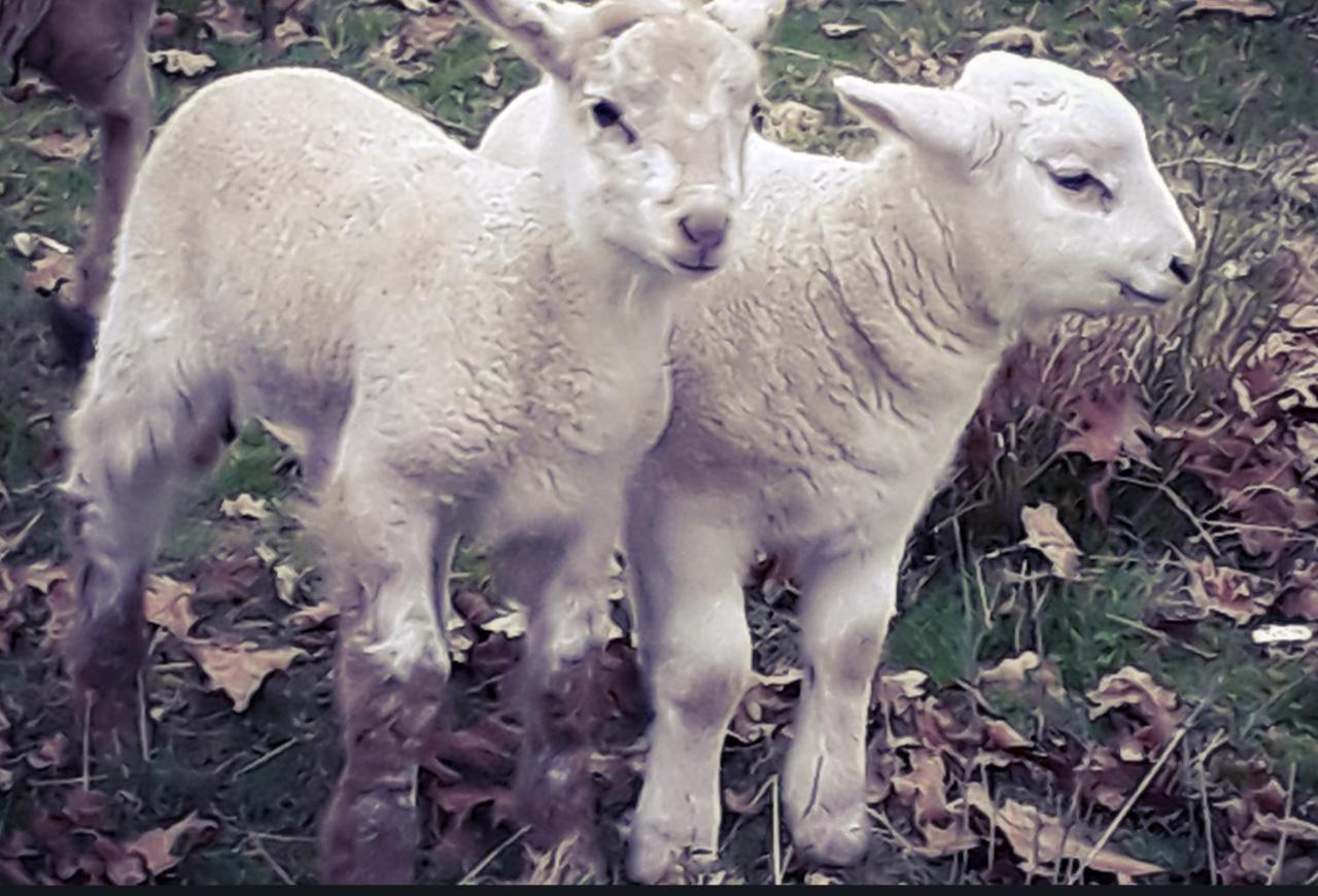 Ecogite Rural La Cle Des Champs Peyrelongue-Abos Eksteriør billede