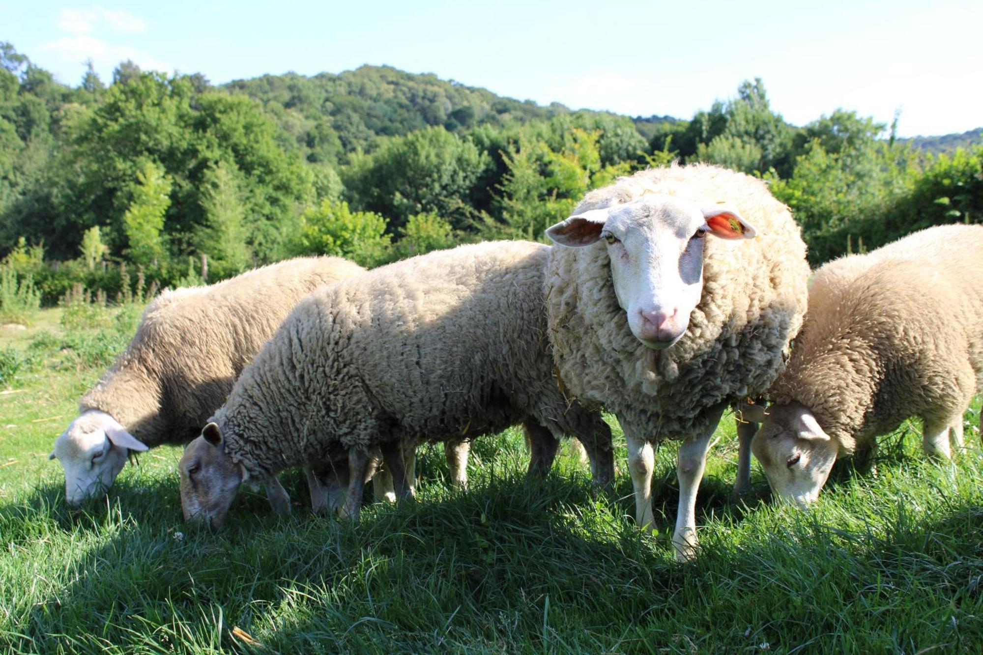 Ecogite Rural La Cle Des Champs Peyrelongue-Abos Værelse billede